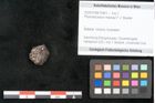 Foto (Objekt + Etikett) von Phymatocaryon mackayi F.V. Mueller (NHMW-GEO-2024-0188-10451)